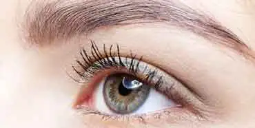 Eyelashes and Brows